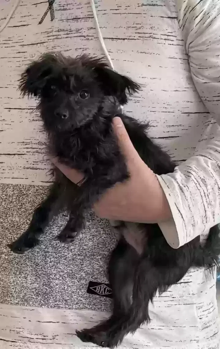 Lost dog in New Lenox, IL, 60451