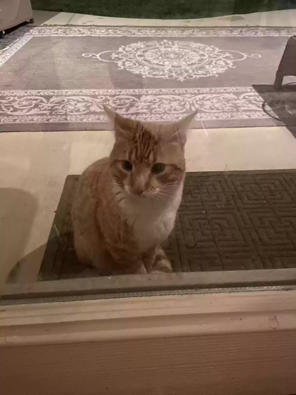 Found cat in Livermore, CA, 94551