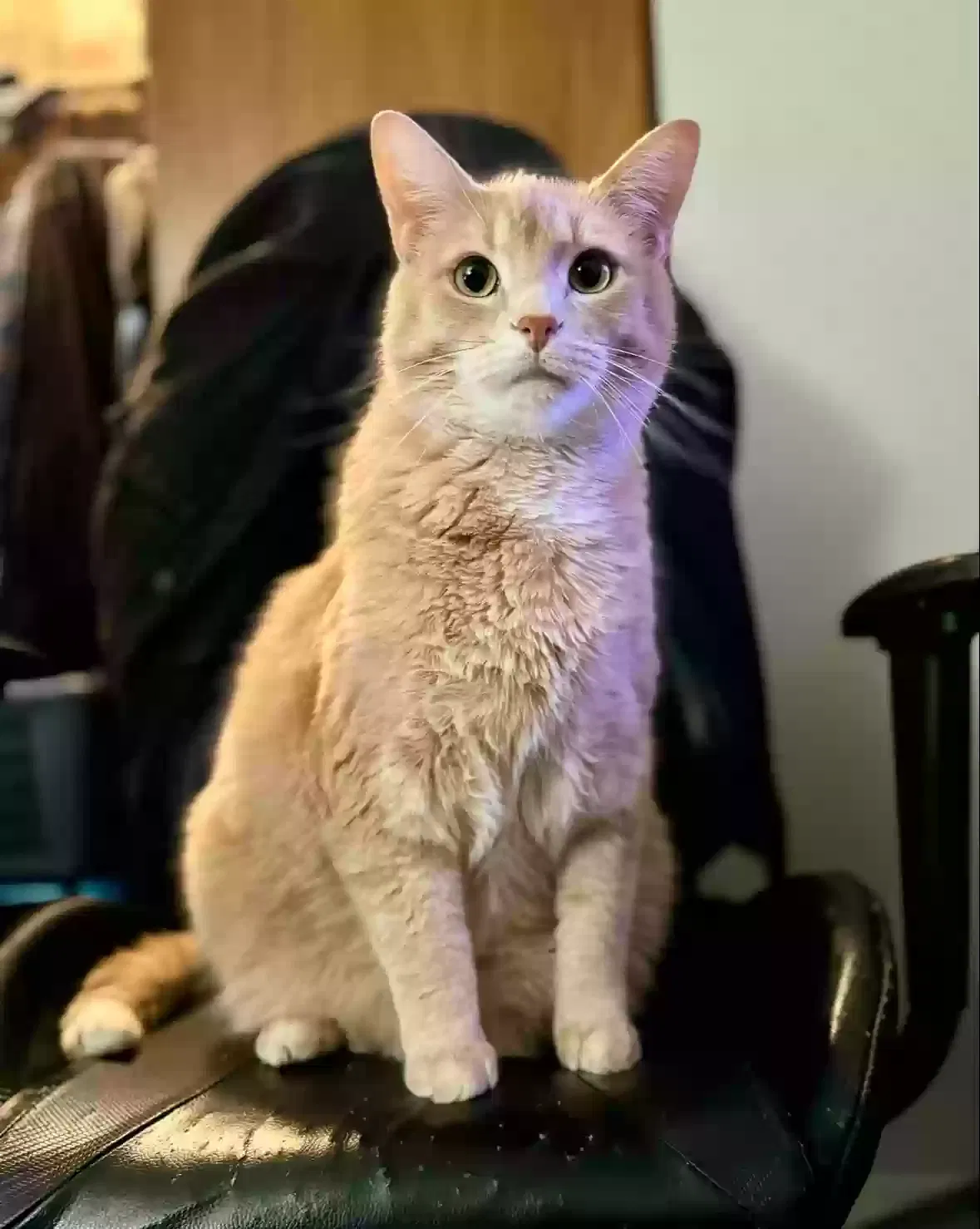 Lost cat in Orland Park, IL, 60462