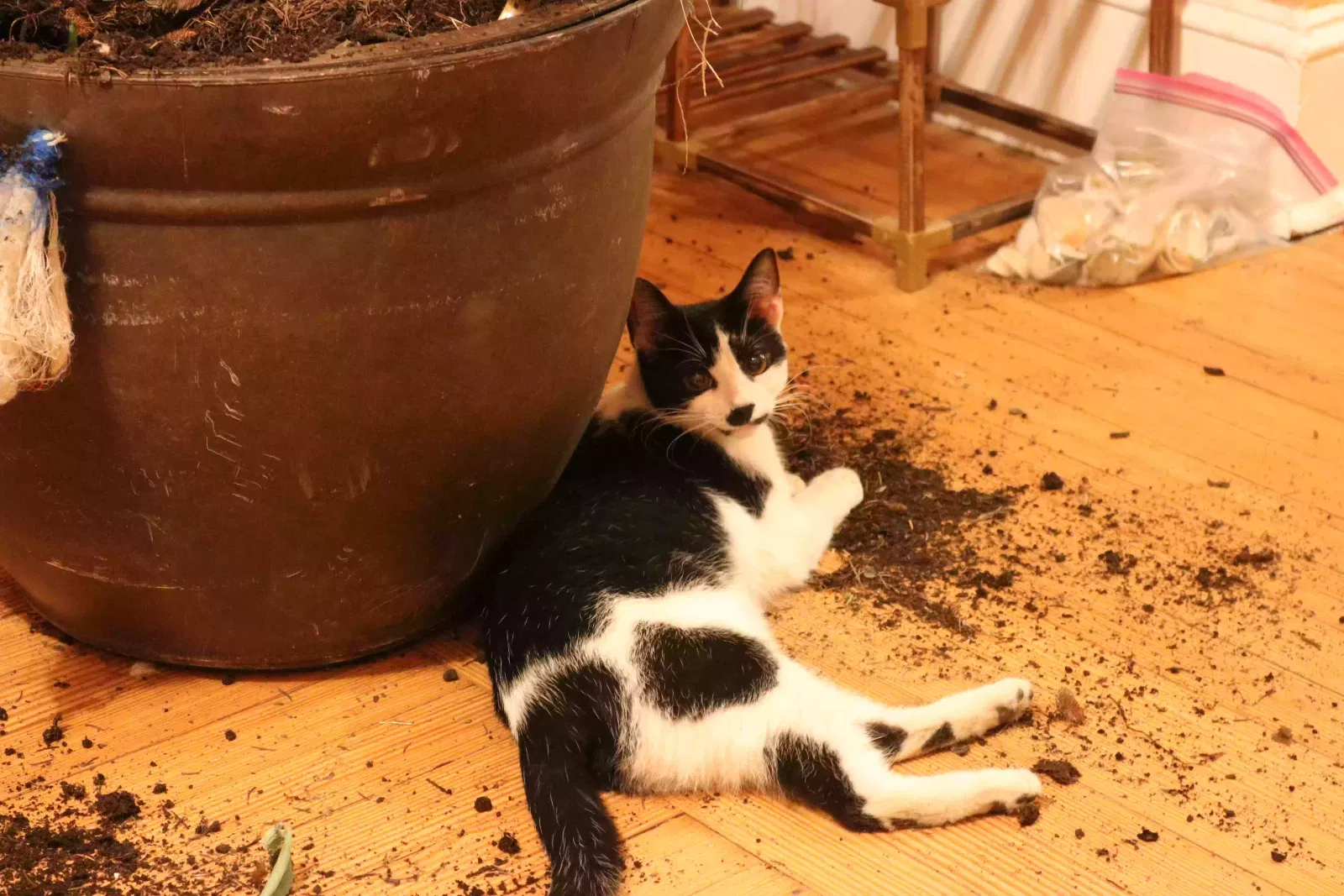 Lost cat in Netcong, NJ, 7857