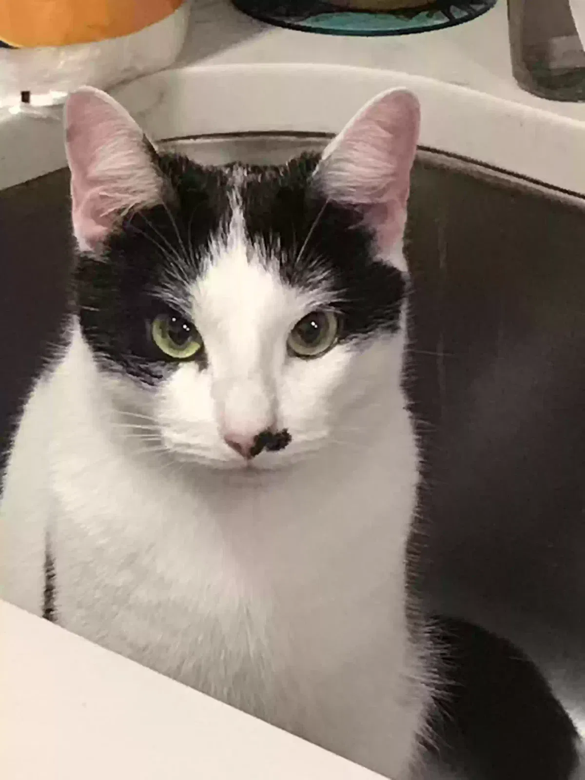 Lost cat in Palm Harbor, FL, 34684