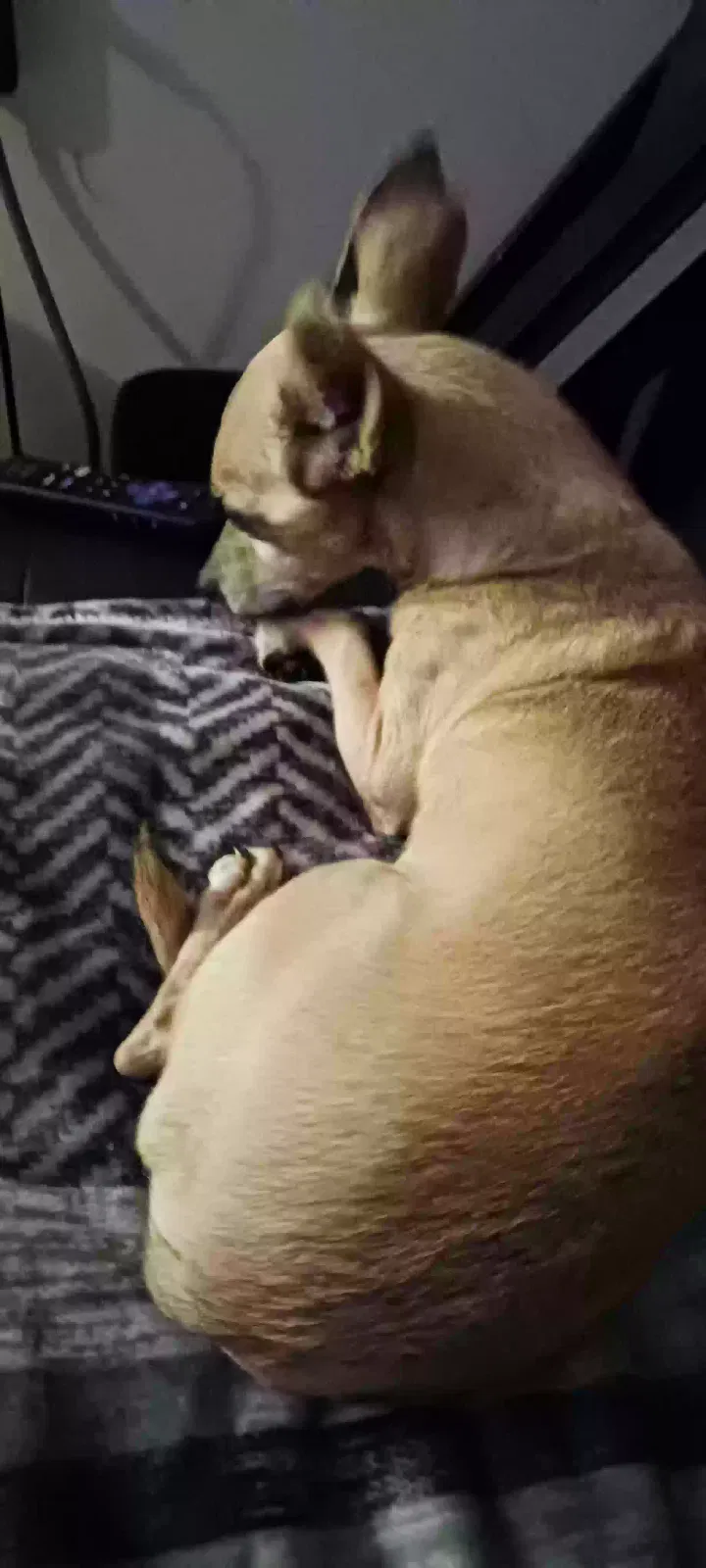 Lost dog in Henrico, VA, 23231