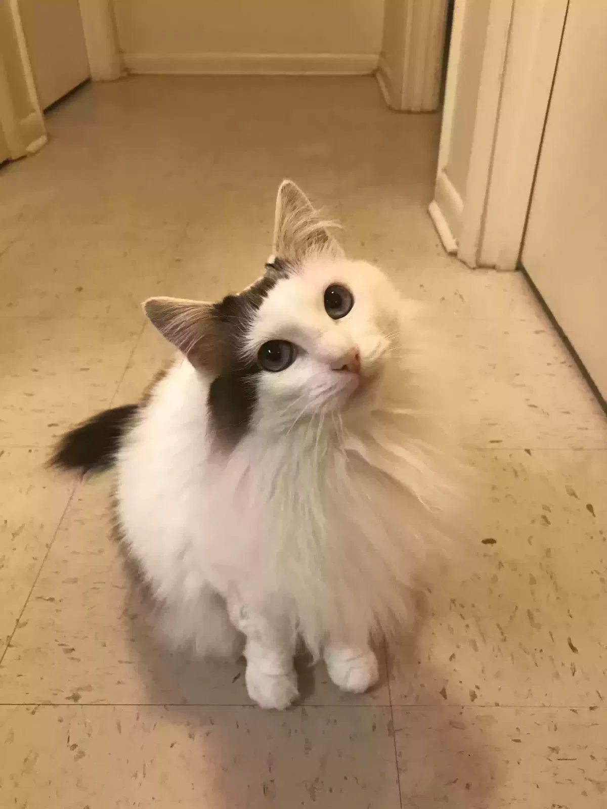 Lost cat in Kingsport, TN, 37664