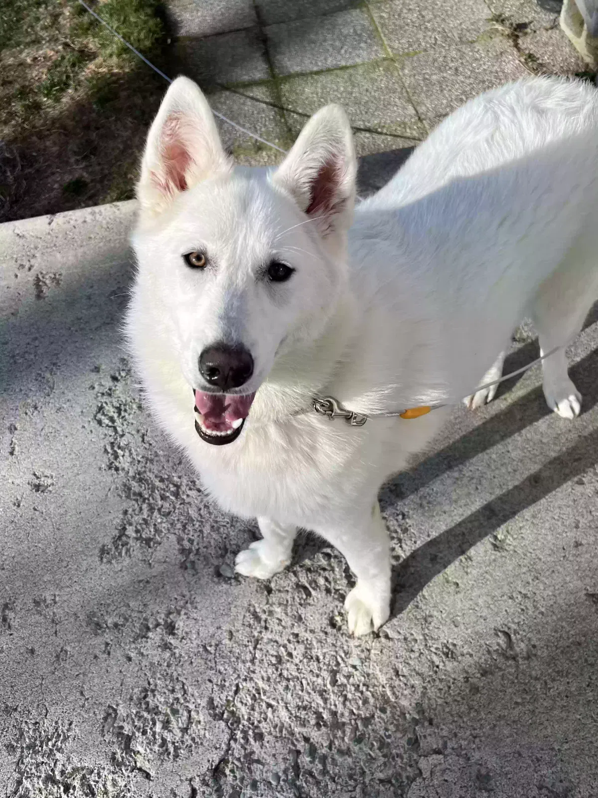 Lost dog in Moses Lake, WA, 98837