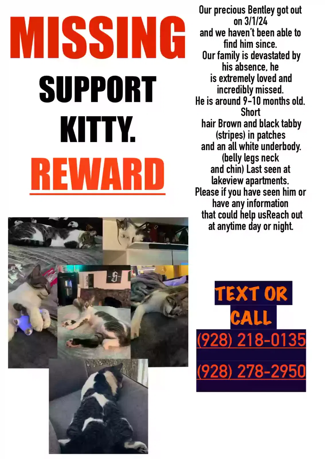 Lost cat in Mesa, AZ, 85206