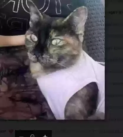 Lost cat in Surprise, AZ, 85379