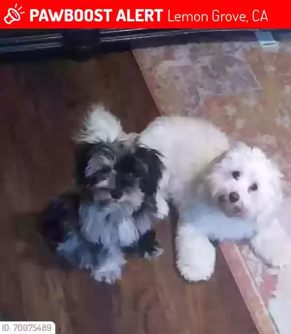 Lost dog in Lemon Grove, CA, 91945