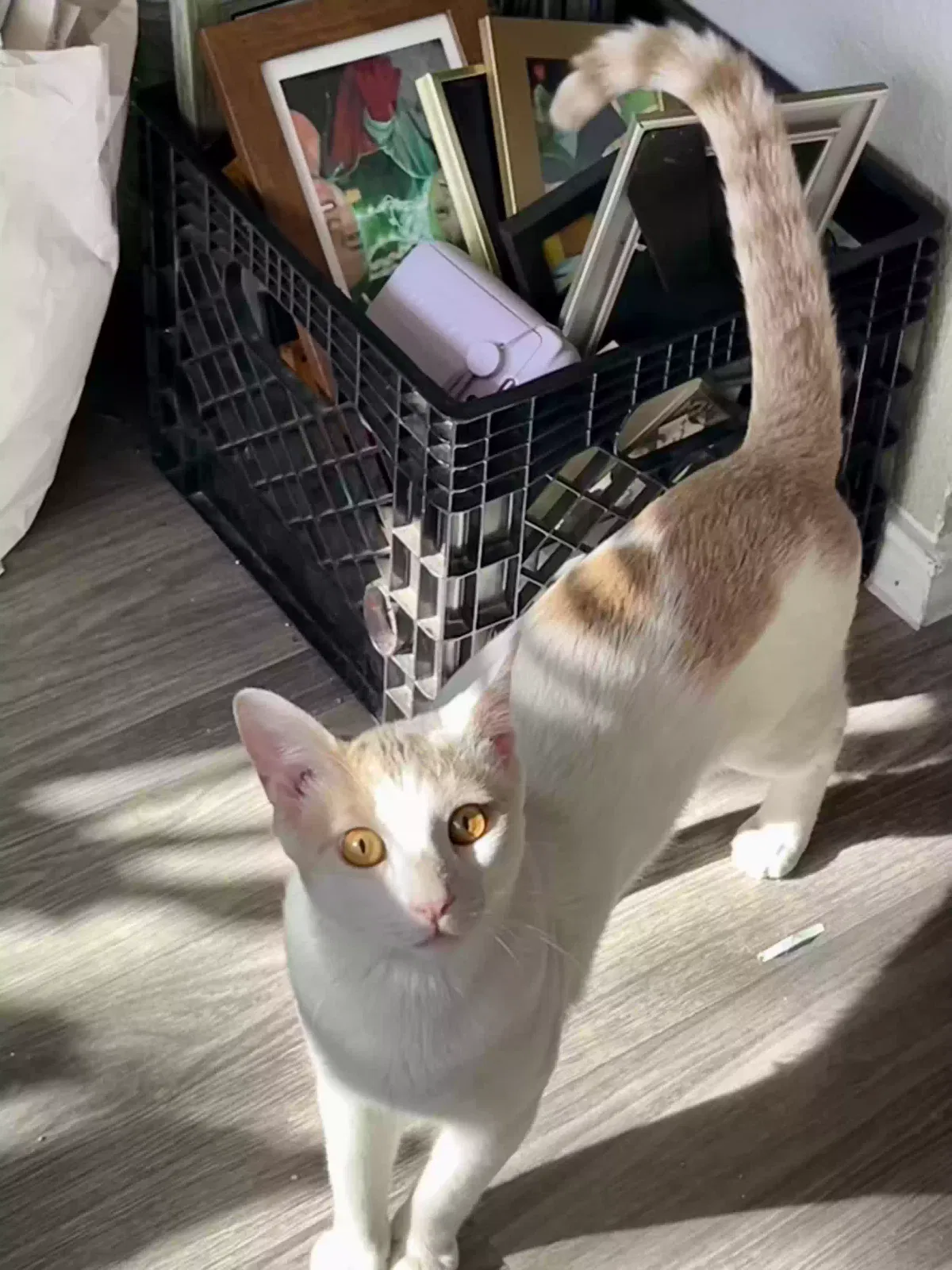 Lost cat in Dallas, TX, 75214