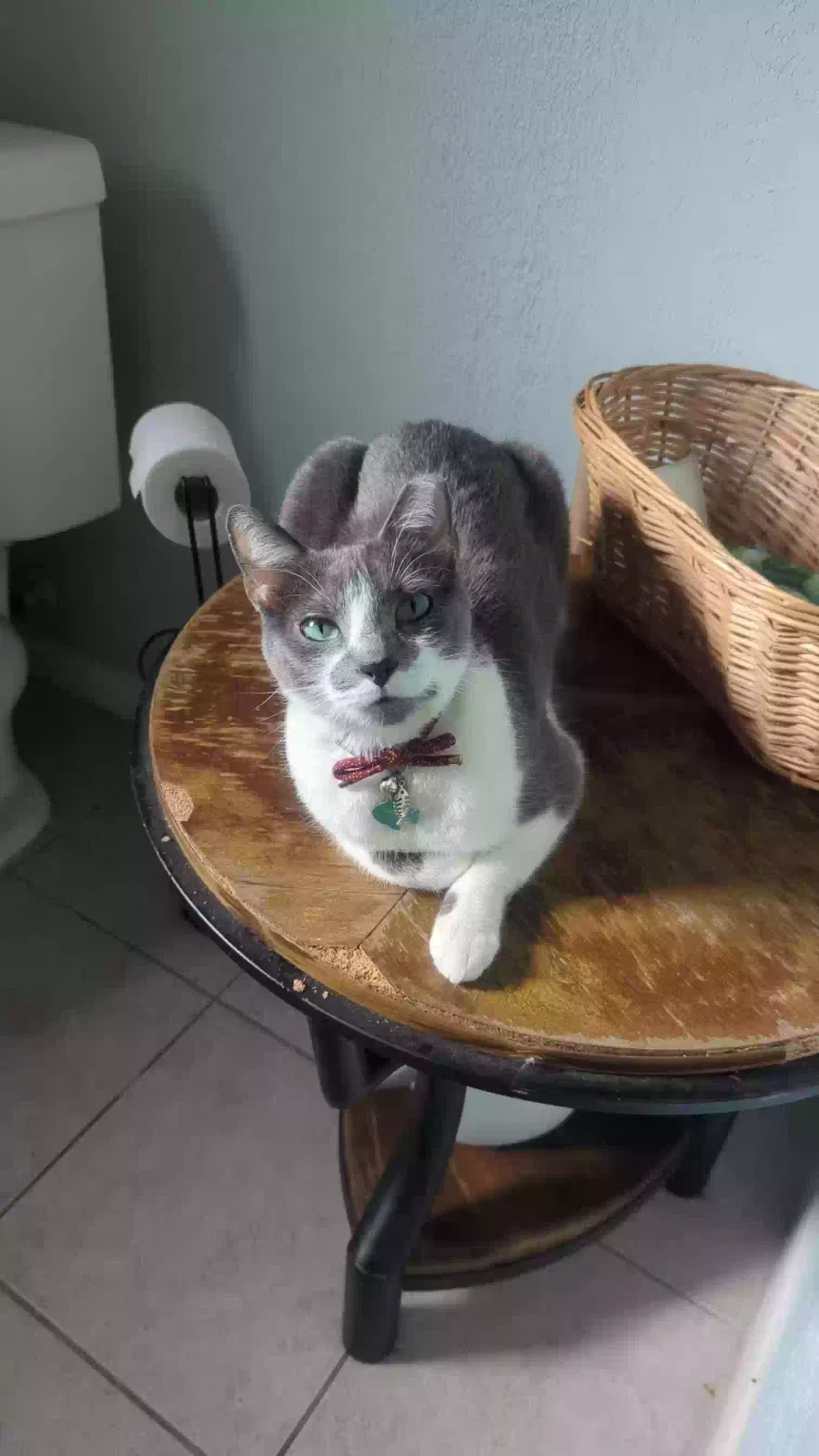 Lost cat in Conroe, TX, 77302