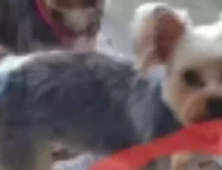 Lost dog in Miami, FL, 33165