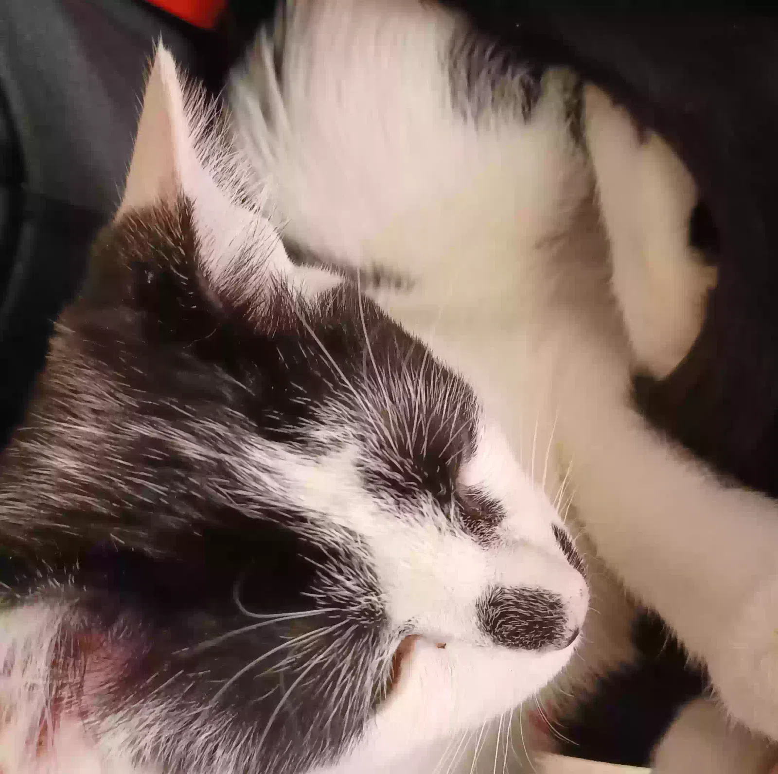 Lost cat in Pueblo, CO, 81007