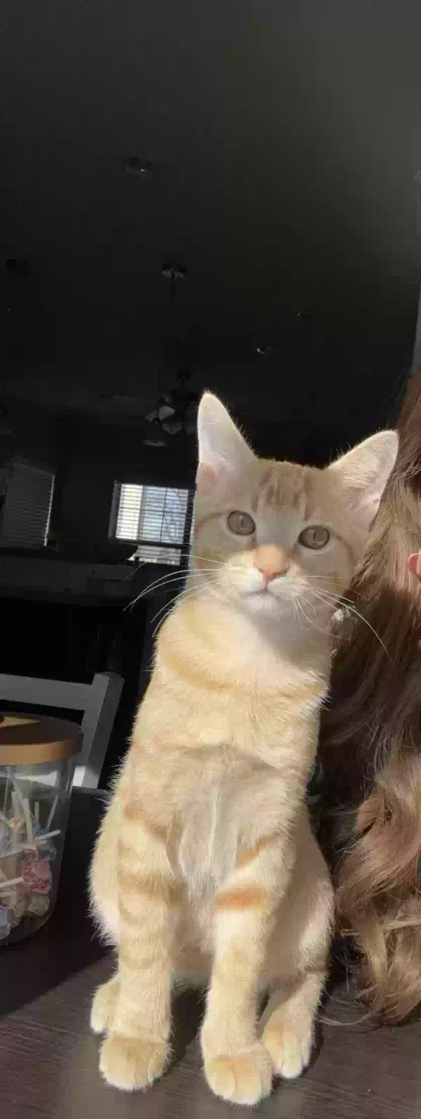 Lost cat in Norman, OK, 73071