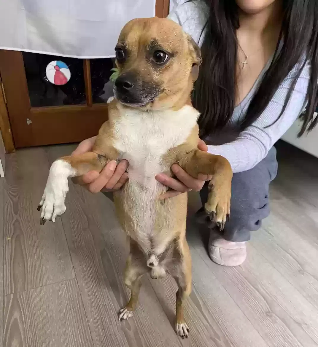 Found dog in Mesa, AZ, 85201
