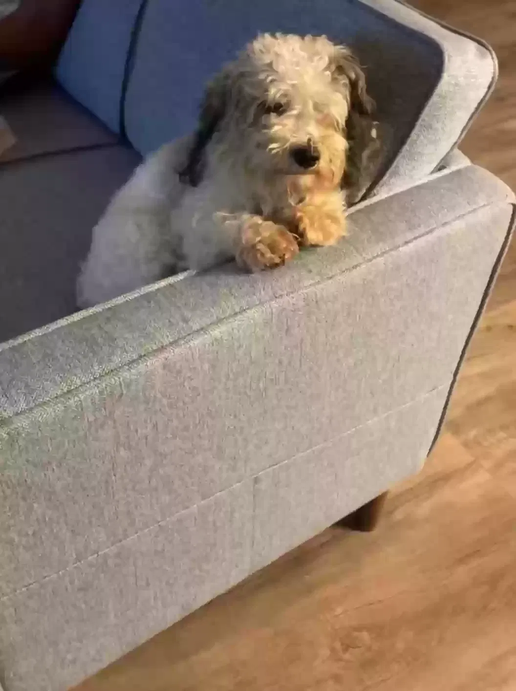 Lost dog in Indian Trail, NC, 28079