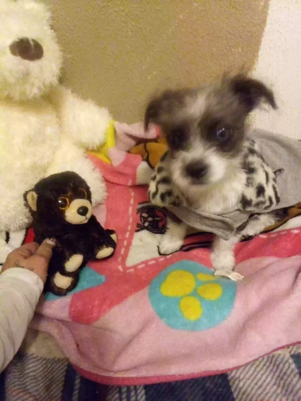 Lost dog in Pueblo, CO, 81005