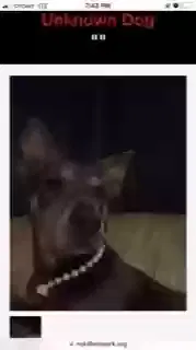 Lost dog in Marianna, FL, 32446
