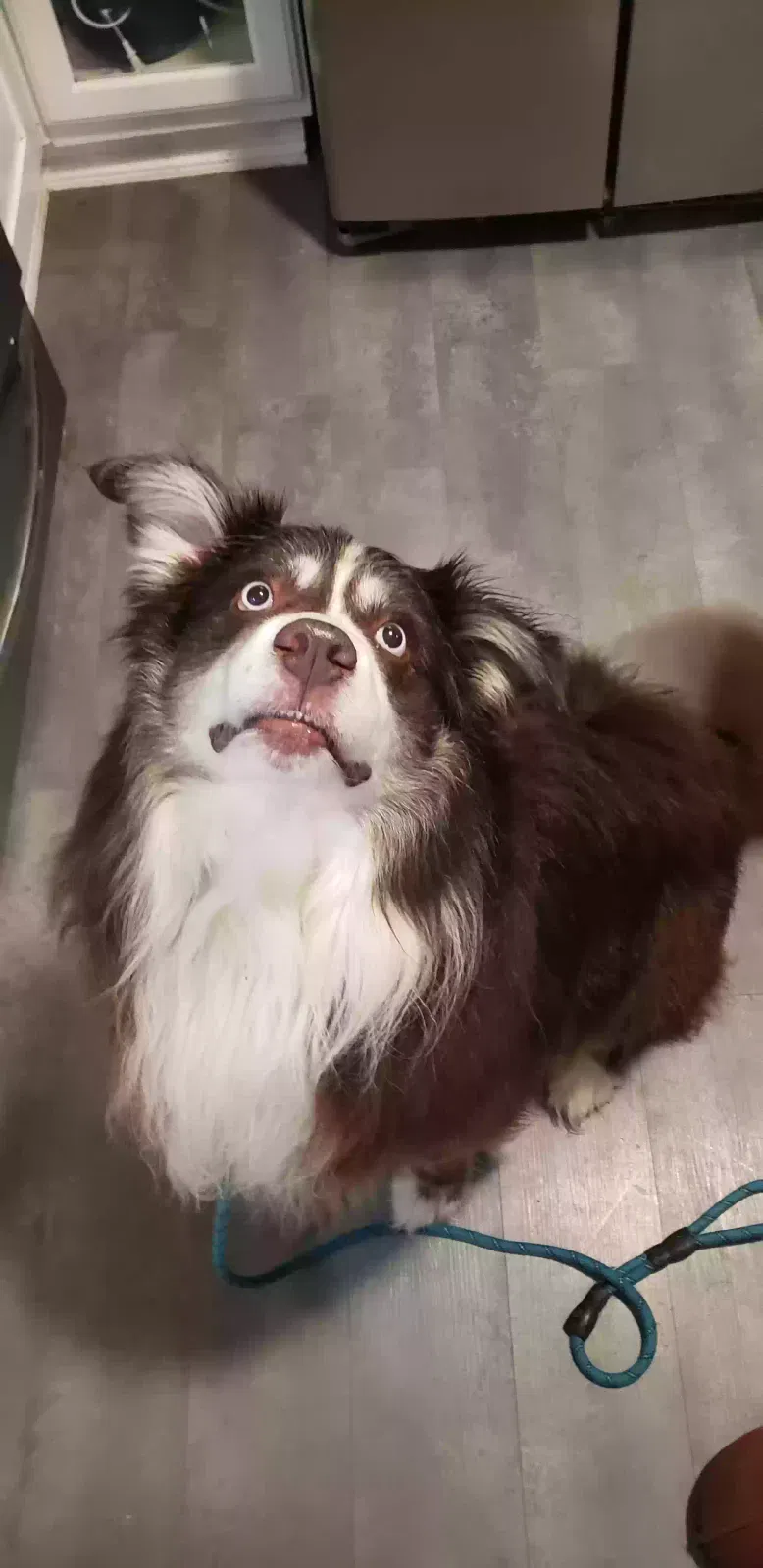 Found dog in Catoosa, OK, 74015
