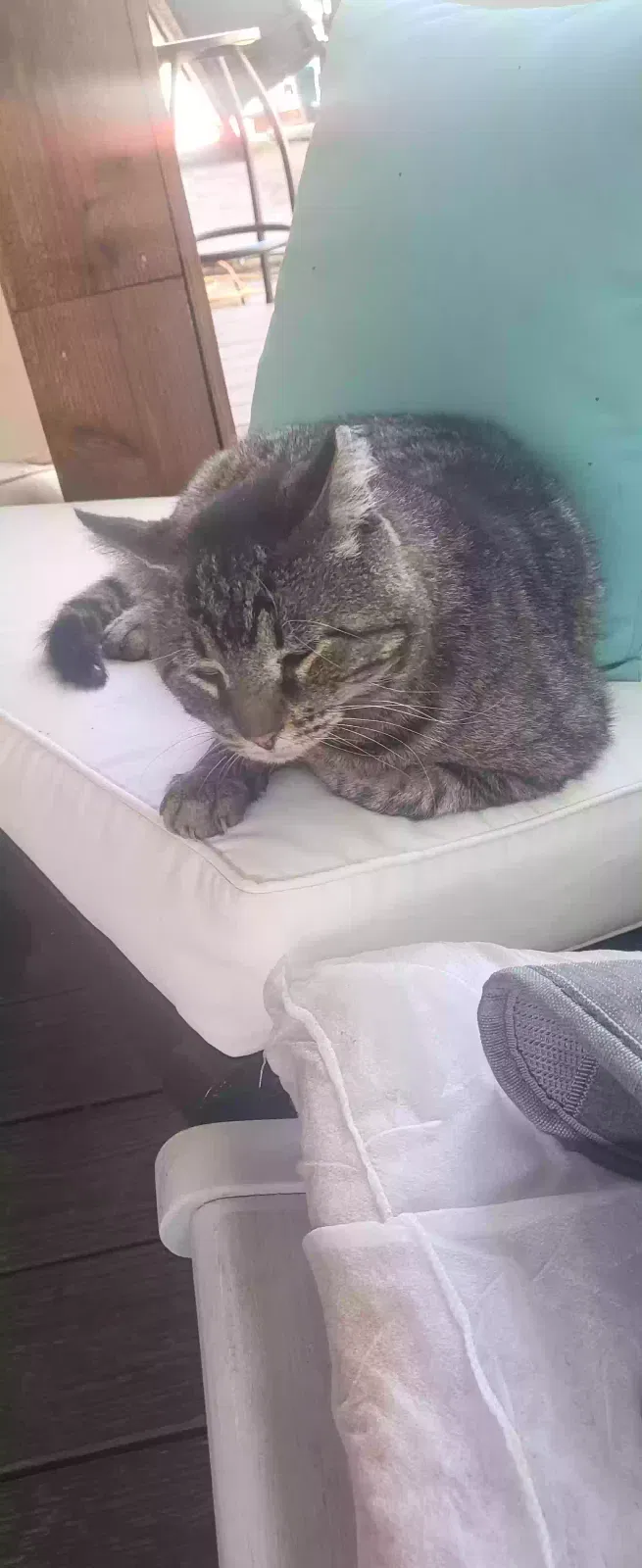 Lost cat in Donie, TX, 75838