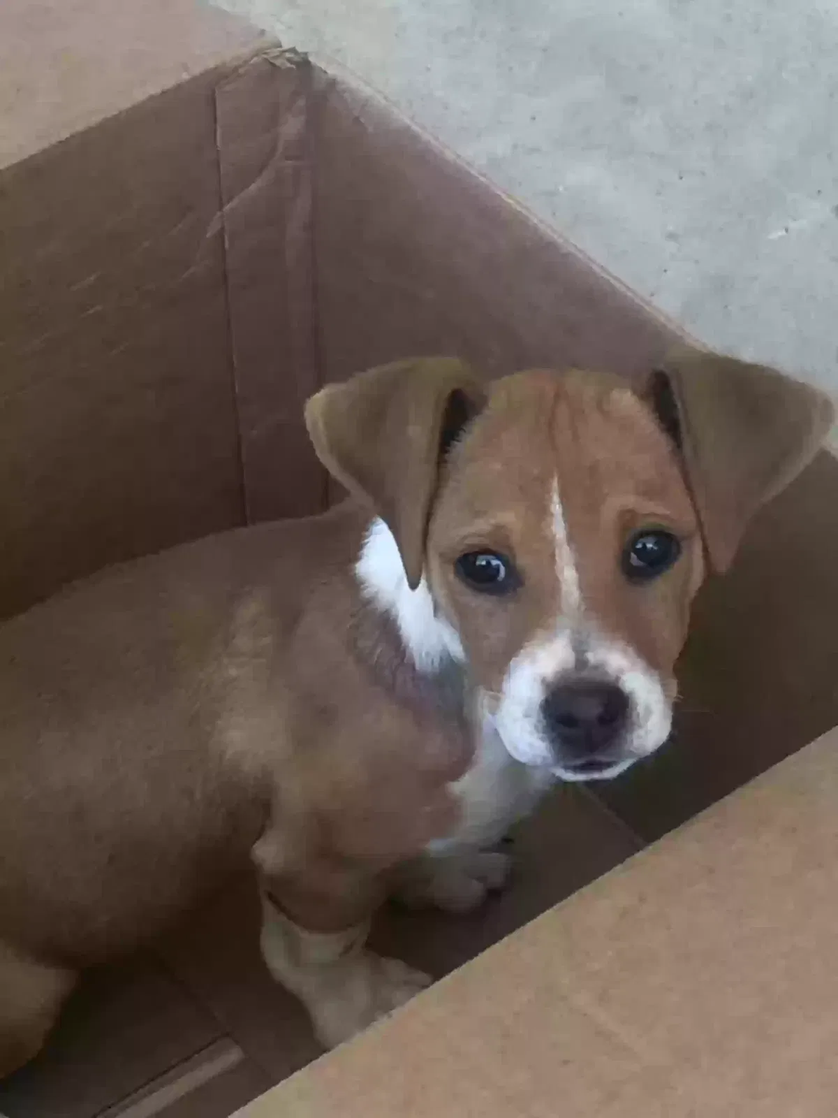 Found dog in Heflin, AL, 36264