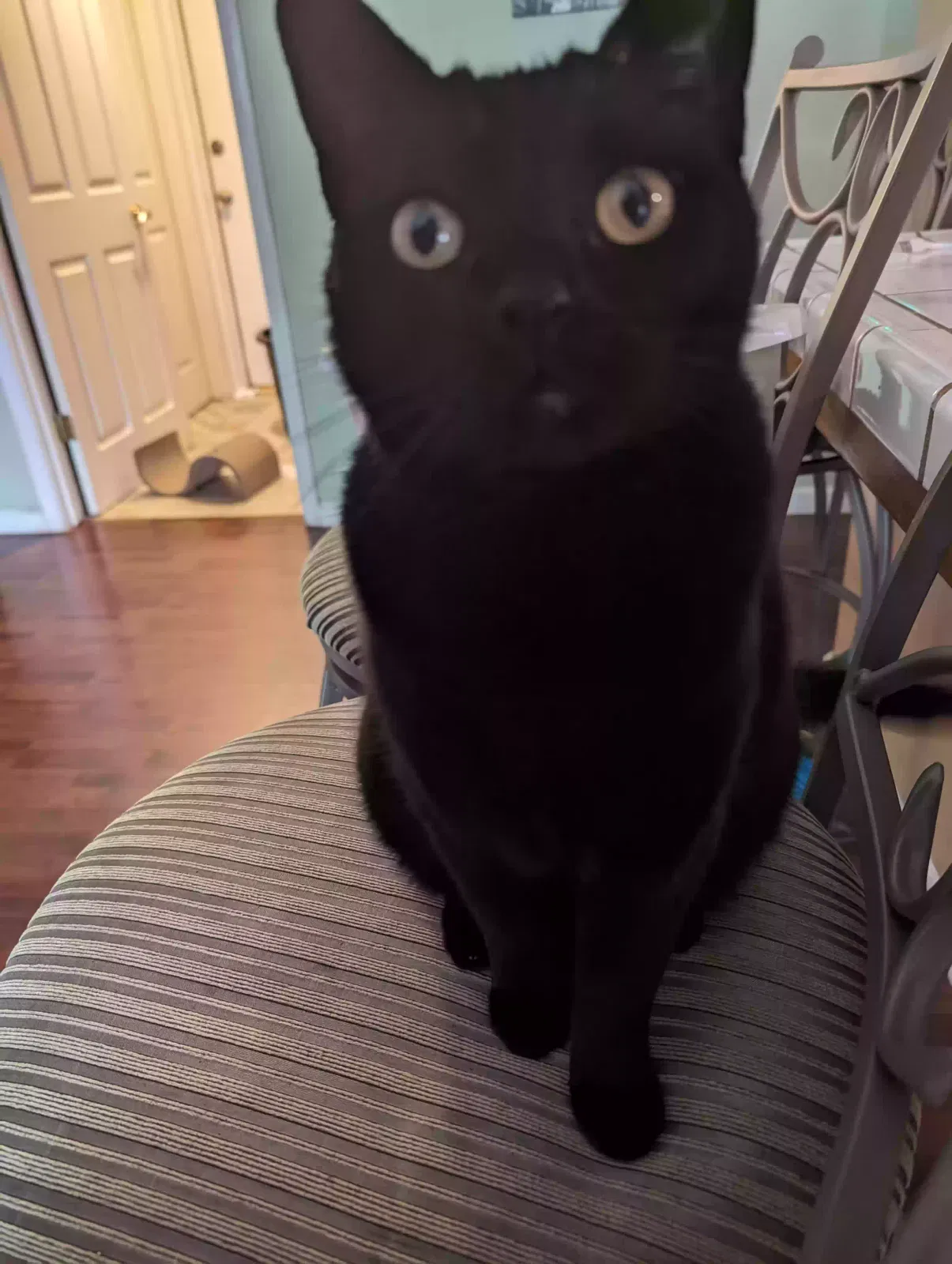 Lost cat in Bakersfield, CA, 93312