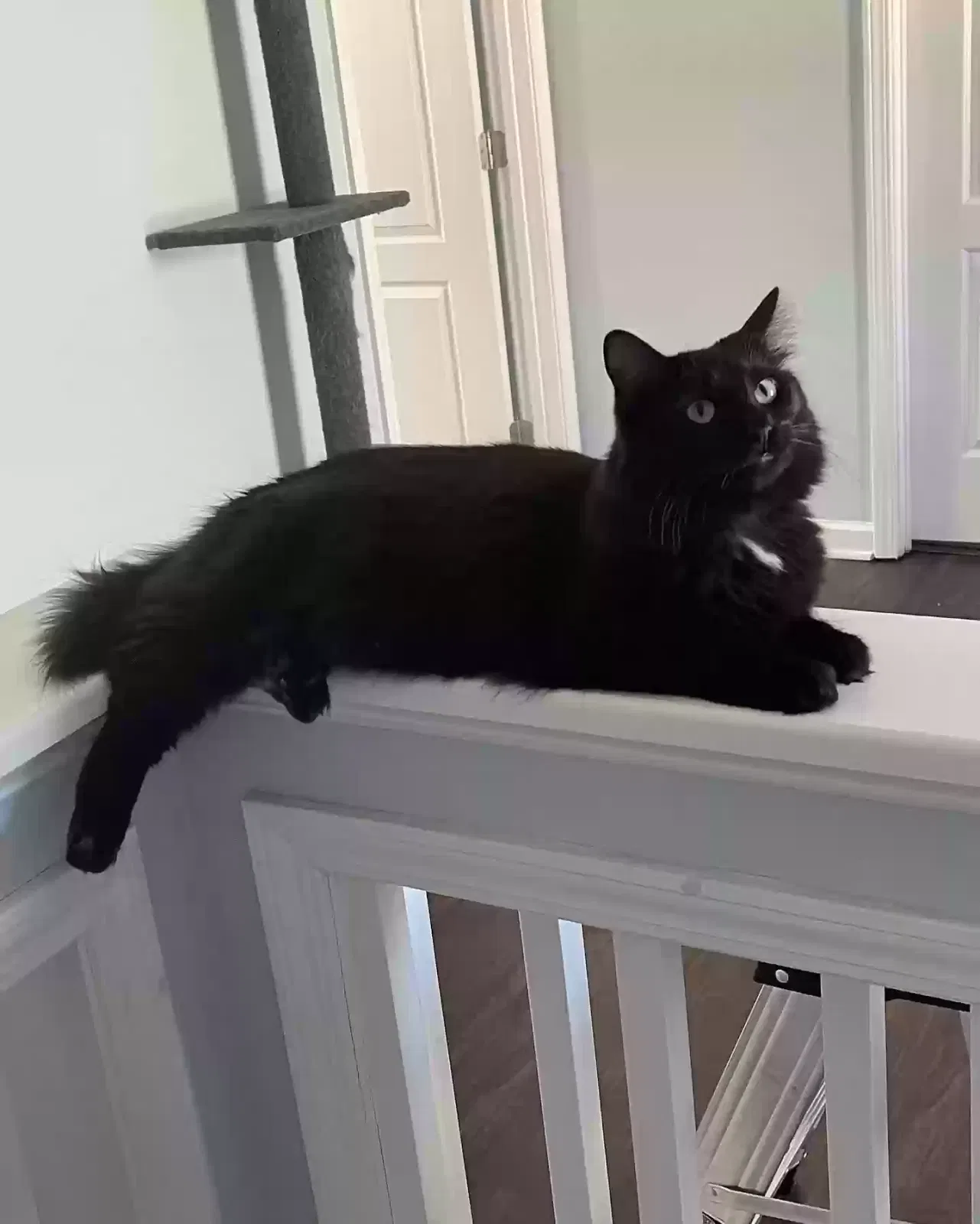 Lost cat in Raleigh, NC, 27610