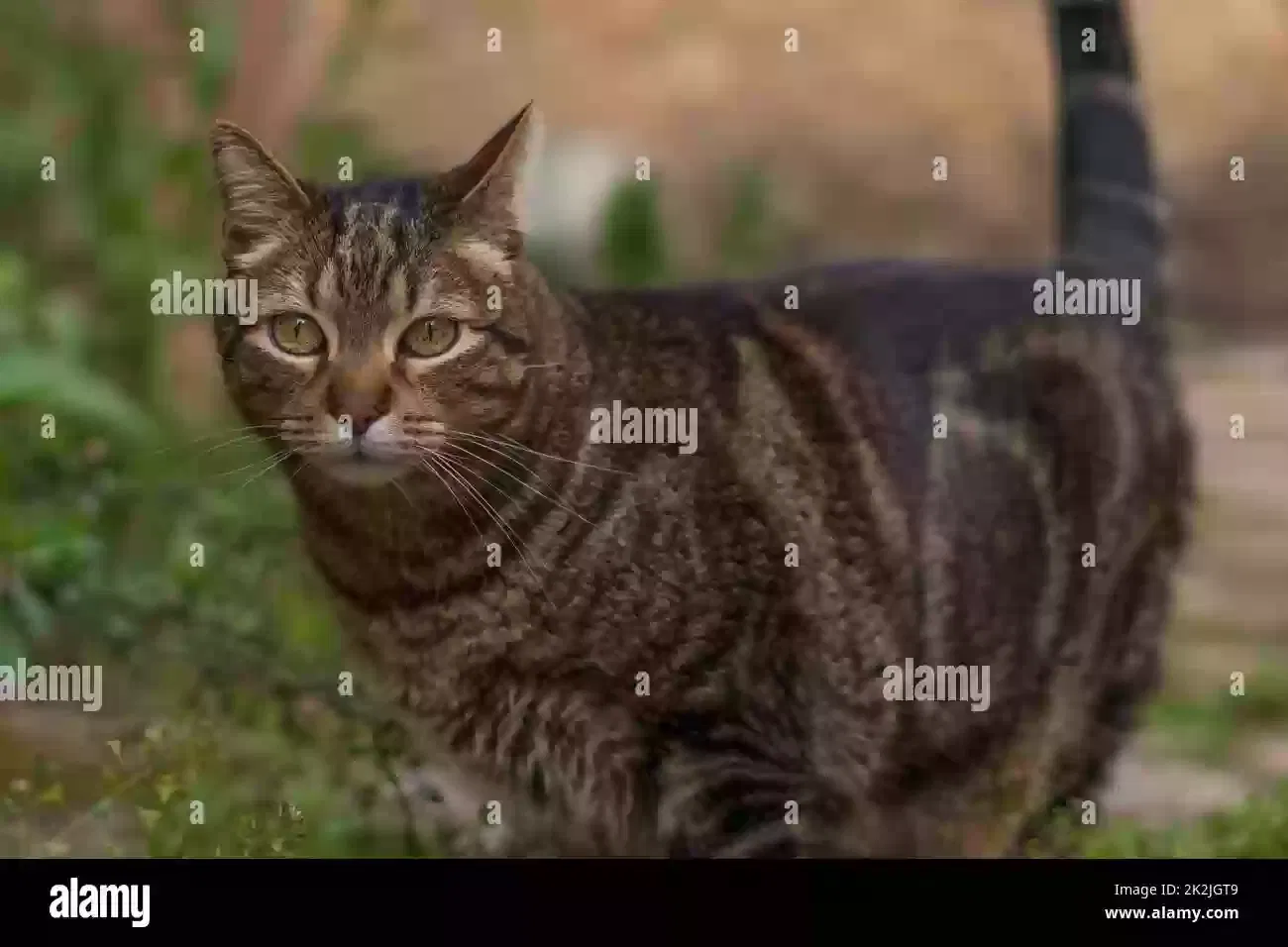 Lost cat in Temple, GA, 30179