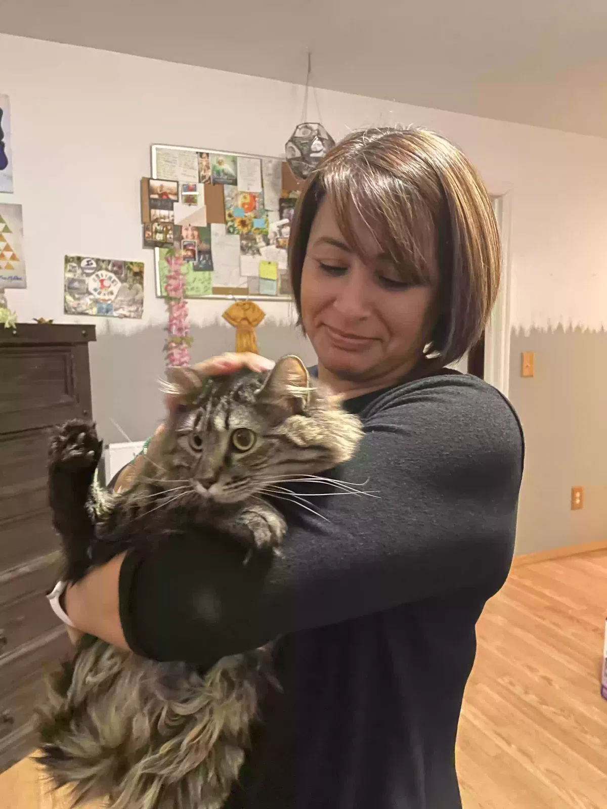 Lost cat in Meridian, ID, 83646