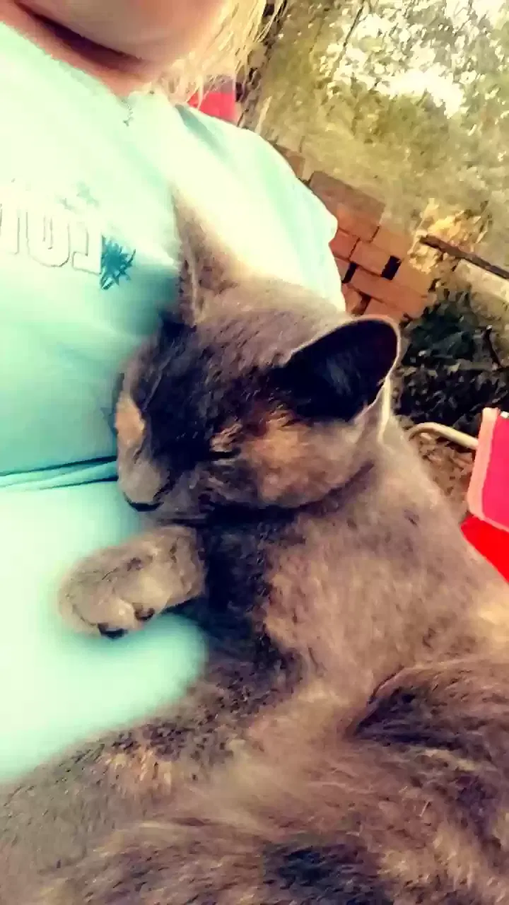 Lost cat in Silver Creek, GA, 30173