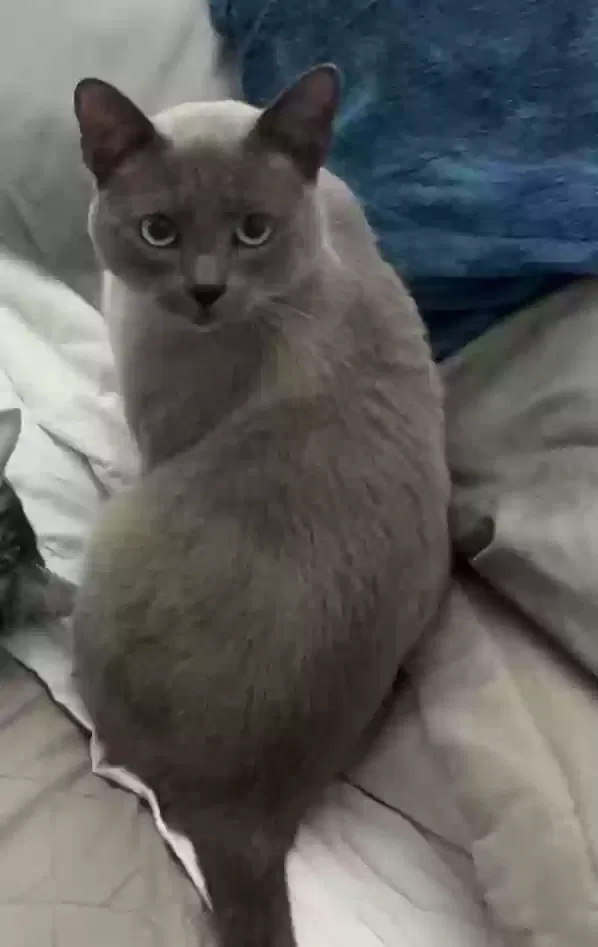 Lost cat in Escondido, CA, 92026