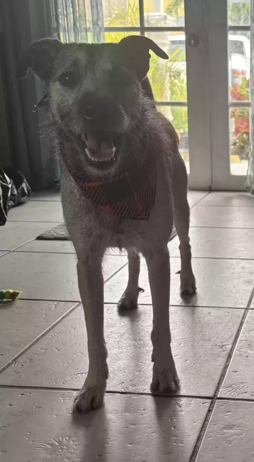 Lost dog in Opa Locka, FL, 33055