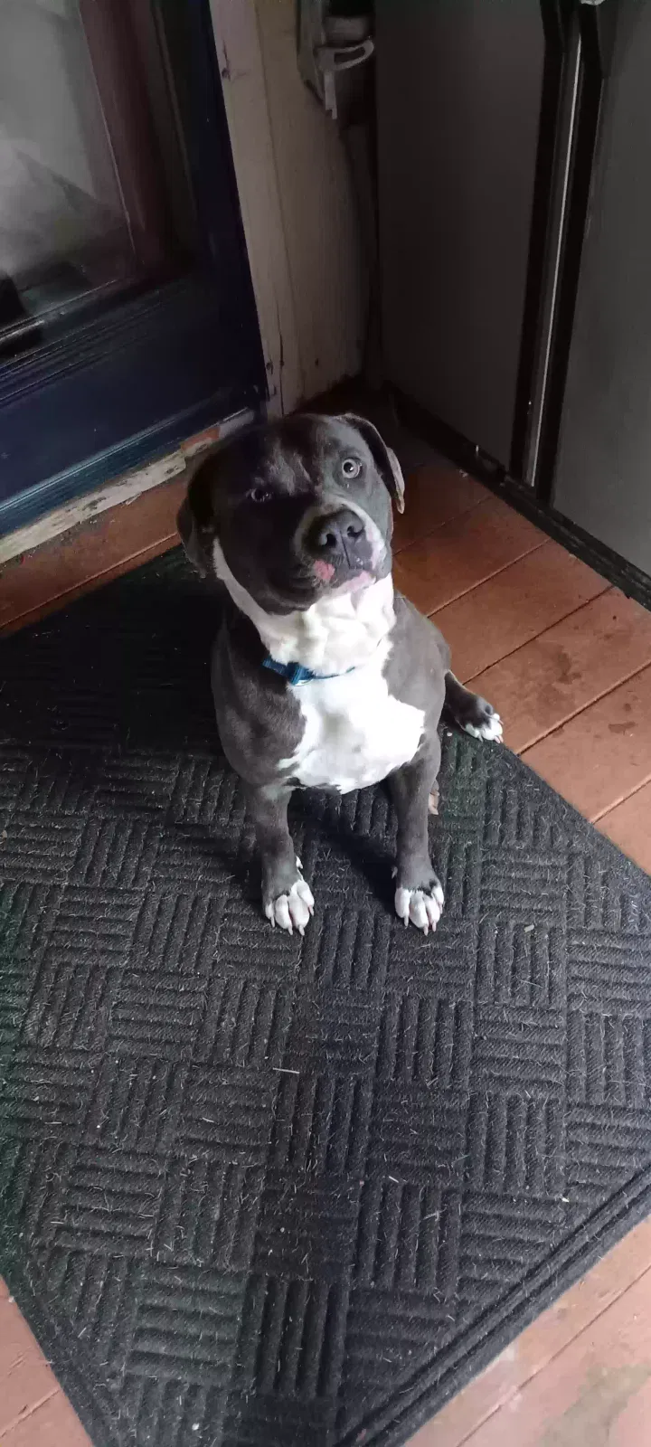 Found dog in Meadows Of Dan, VA, 24120
