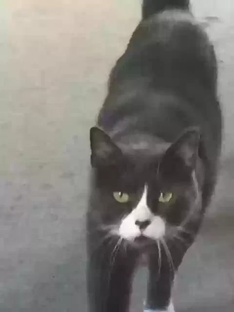 Lost cat in Kansas City, MO, 64151