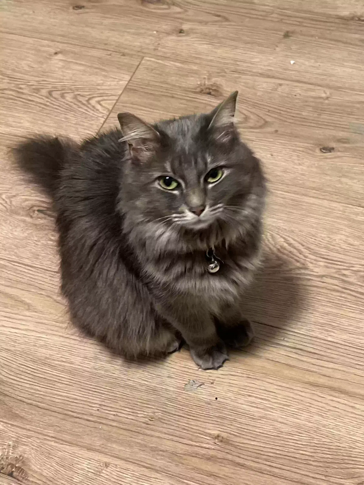 Lost cat in Oklahoma City, OK, 73139