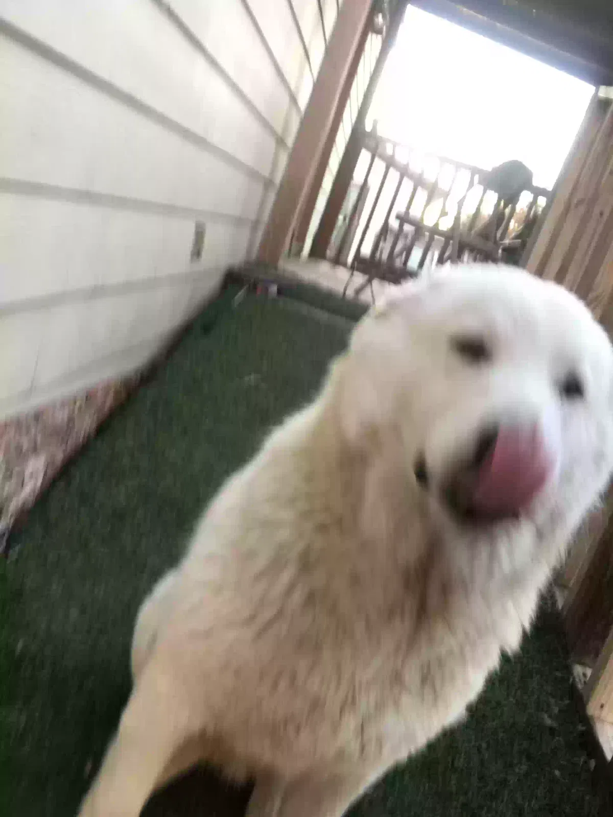 Lost dog in Austin, TX, 78724