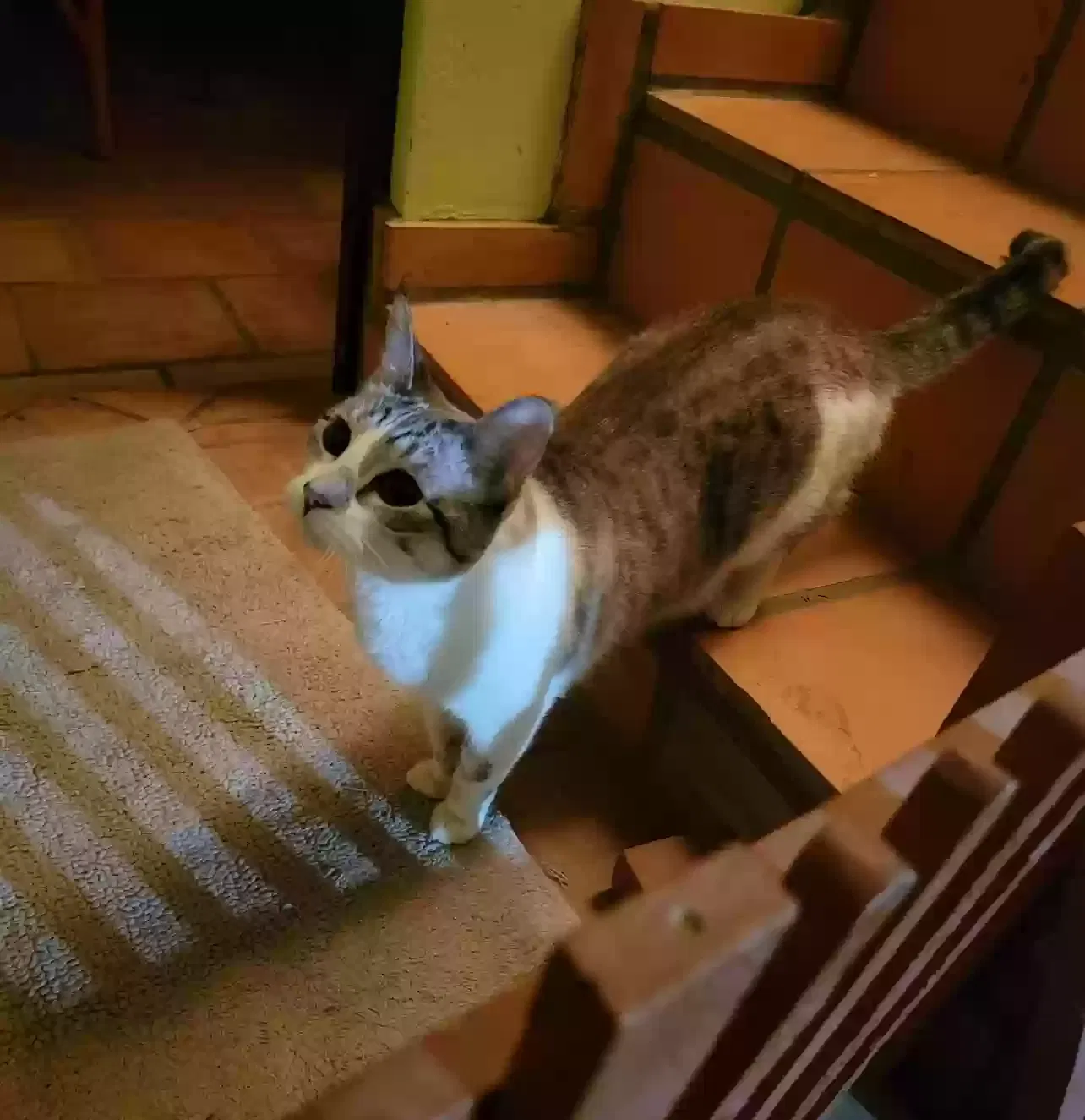 Lost cat in Indio, CA, 92201
