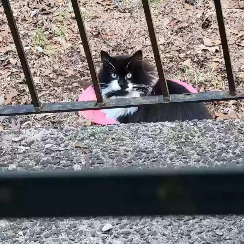 Found cat in Meriden, CT, 6450