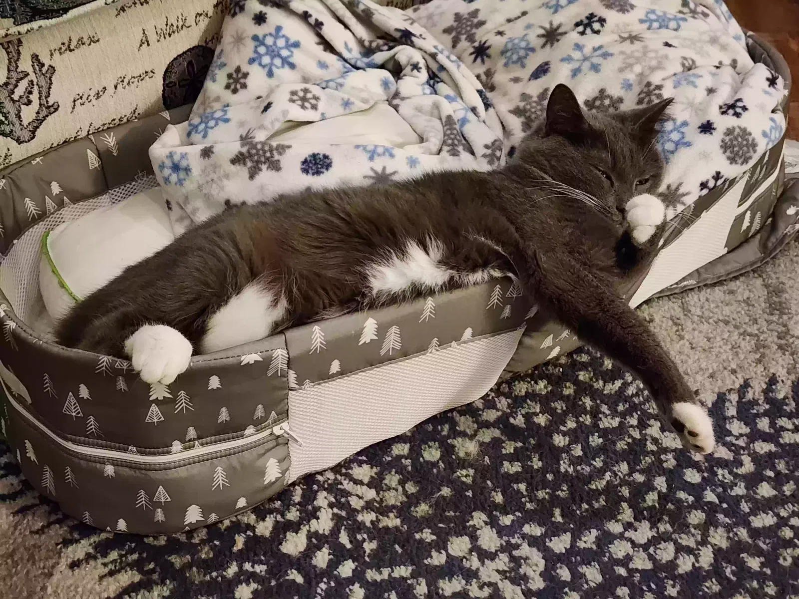 Lost cat in Ocala, FL, 34471