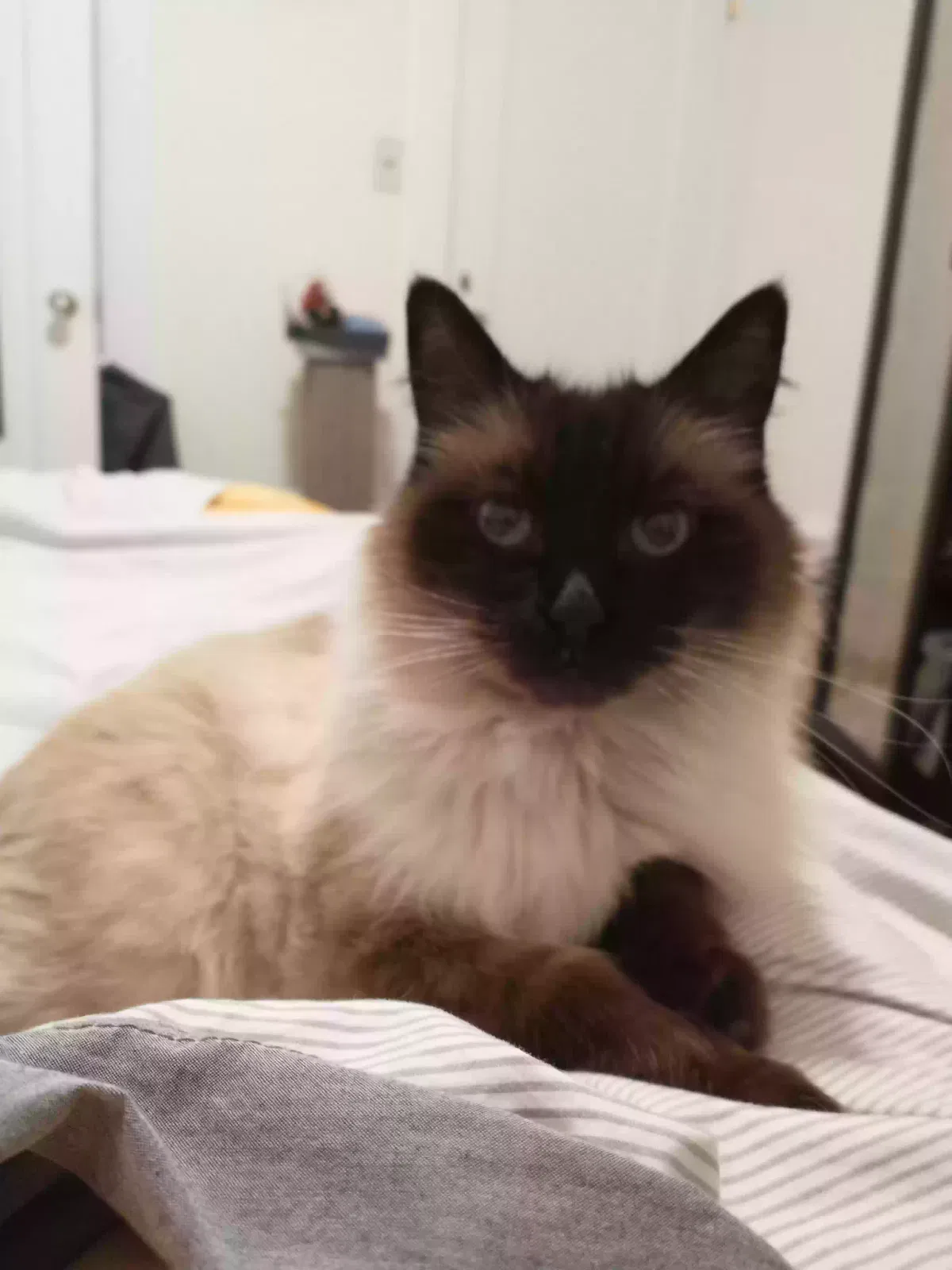 Lost cat in Oakland, CA, 94606