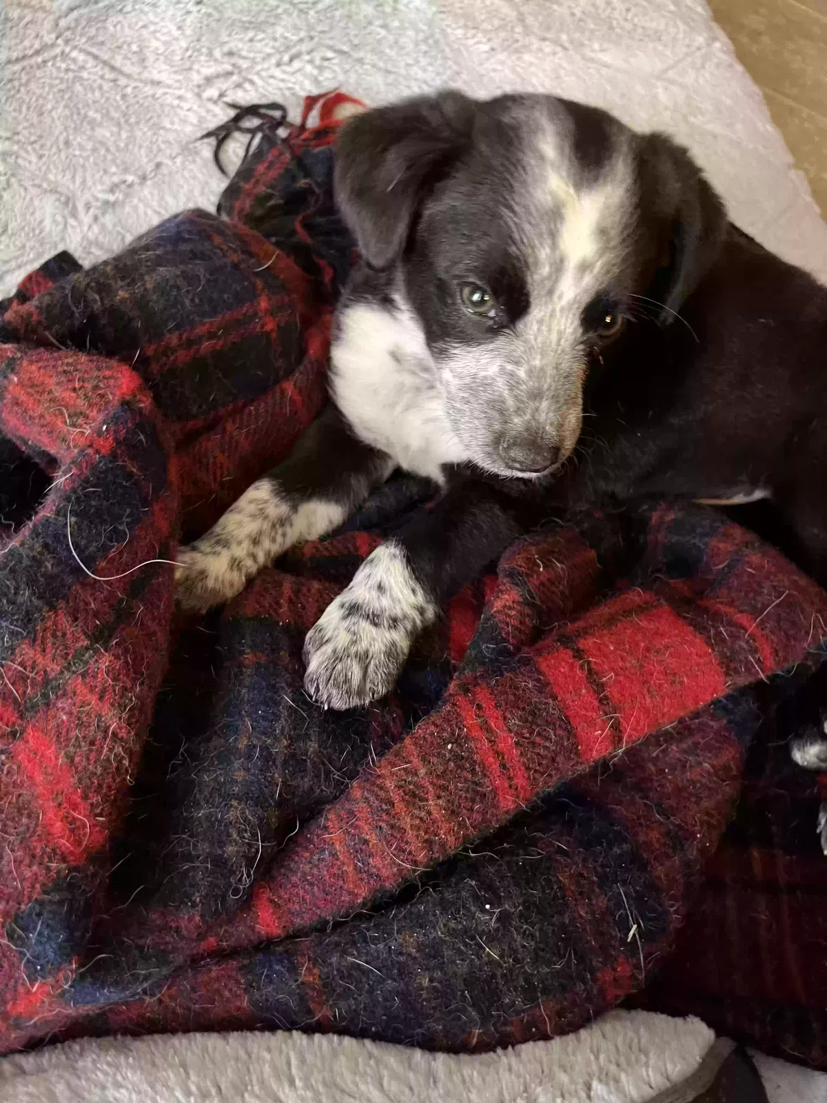 Found dog in Sumrall, MS, 39482