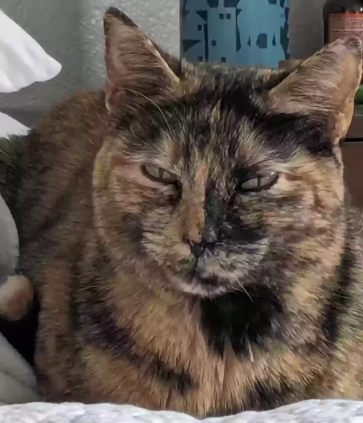 Lost cat in Fort Worth, TX, 76120