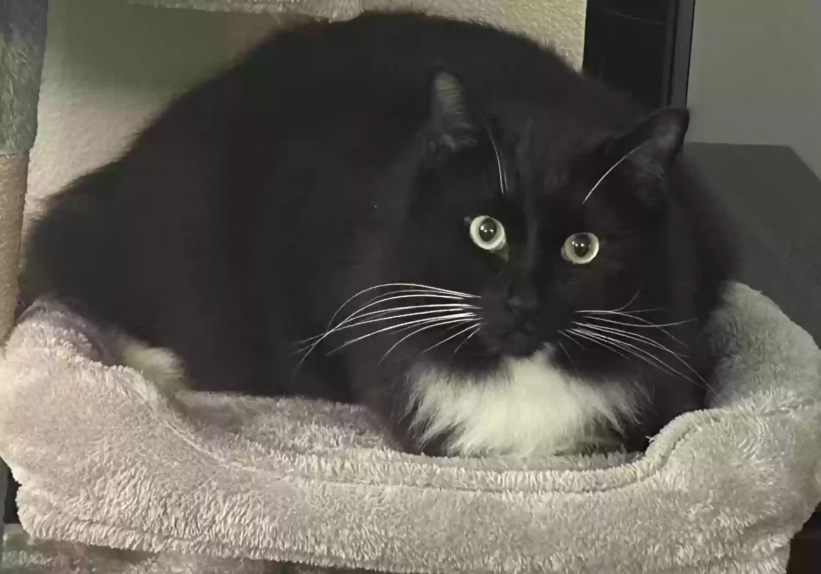 Lost cat in Snohomish, WA, 98290
