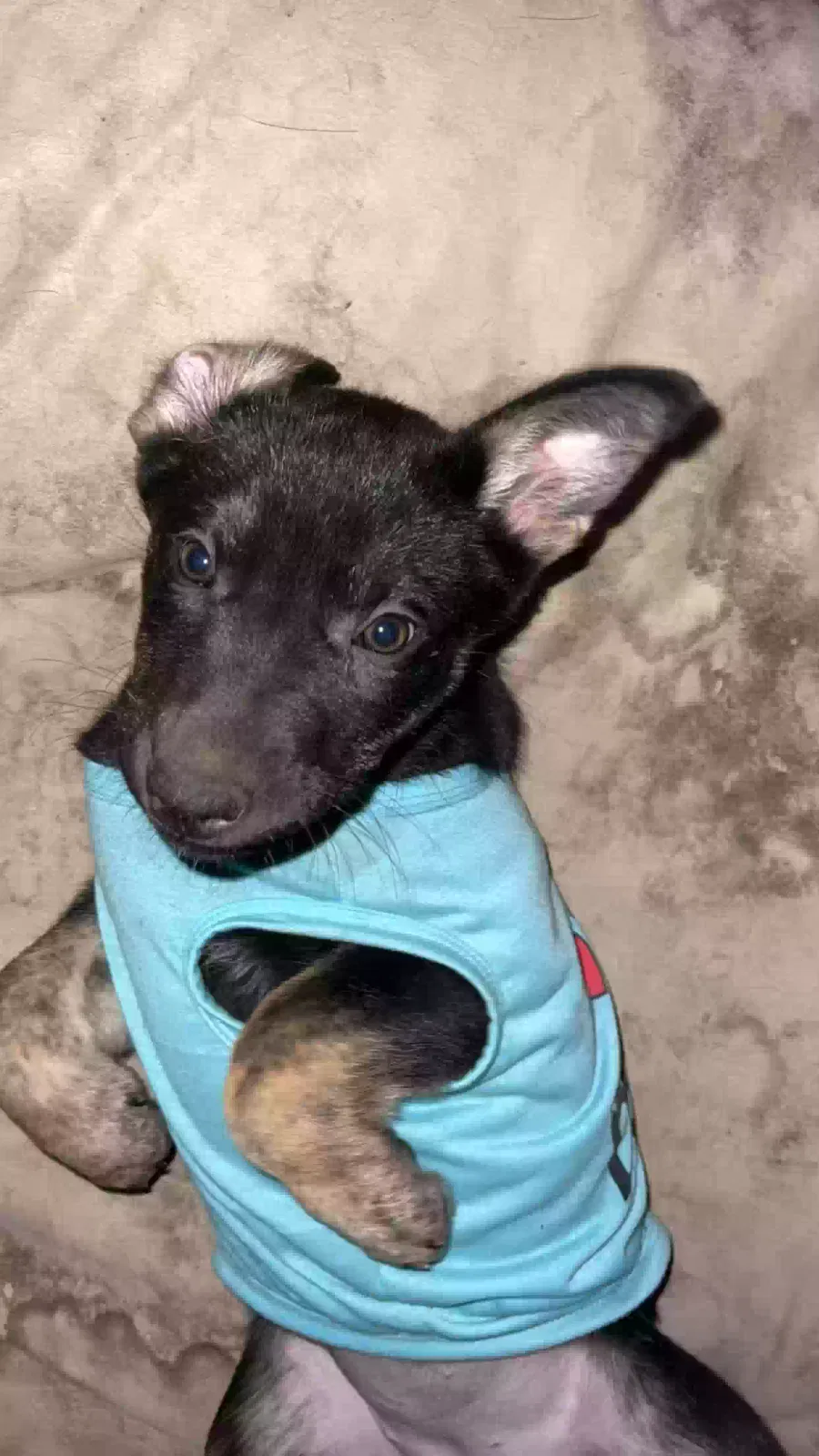 Lost dog in Valley, WA, 99181