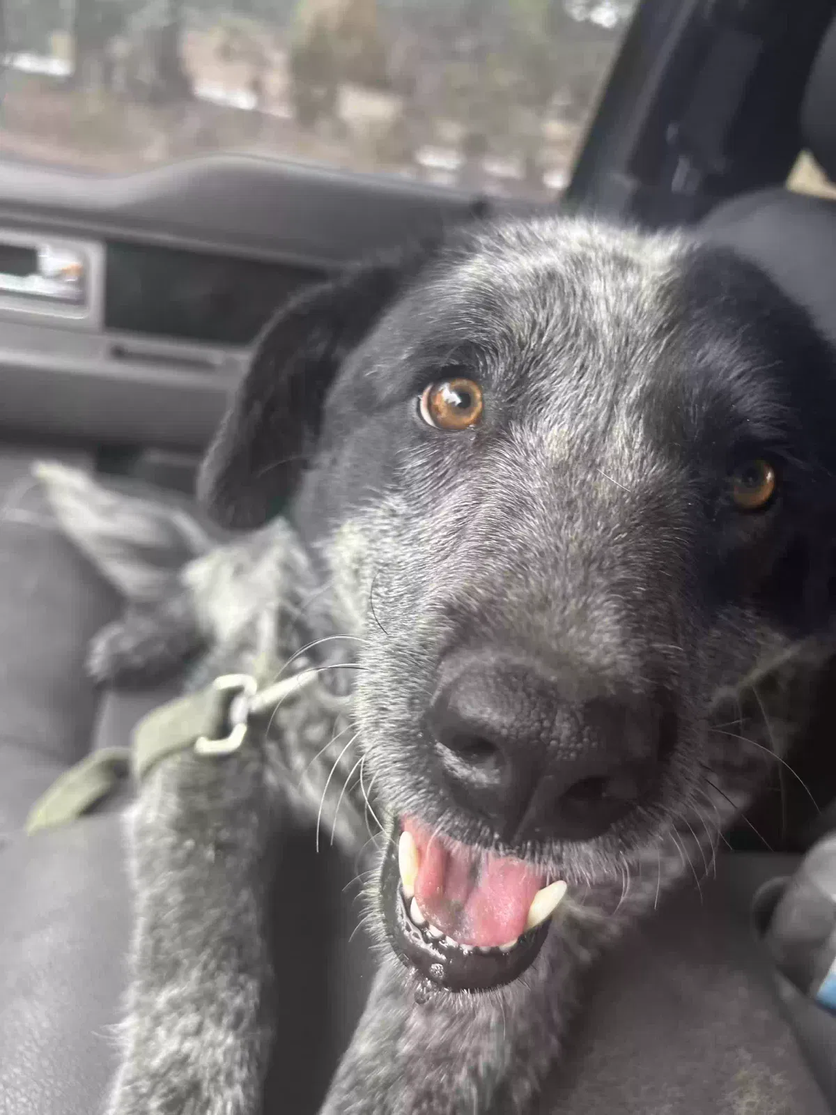 Found dog in Grants, NM, 87020