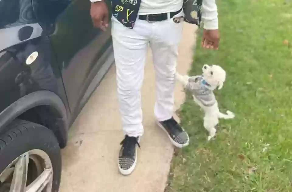 Lost dog in Fort Worth, TX, 76148