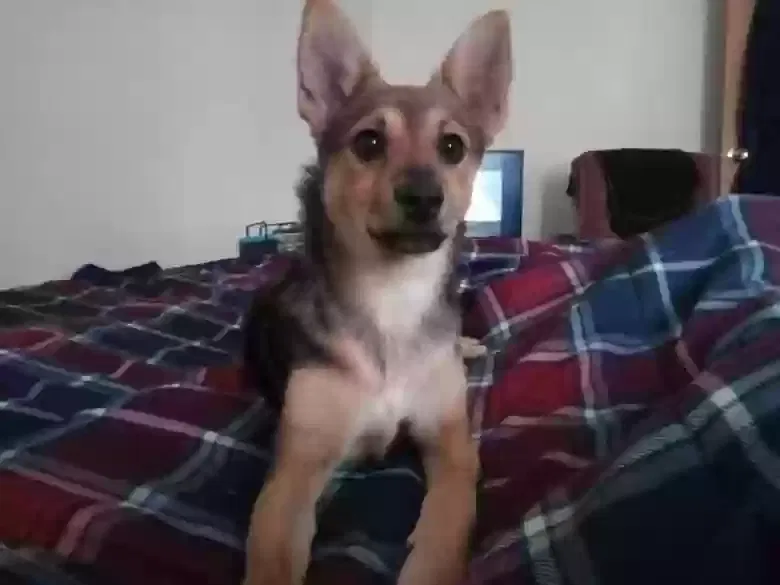Lost dog in Albuquerque, NM, 87111