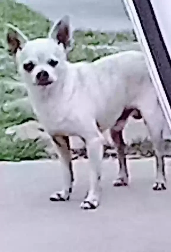 Lost dog in Grand Prairie, TX, 75051