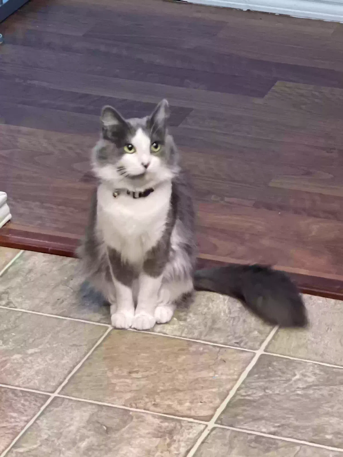 Lost cat in Arlington, TX, 76002