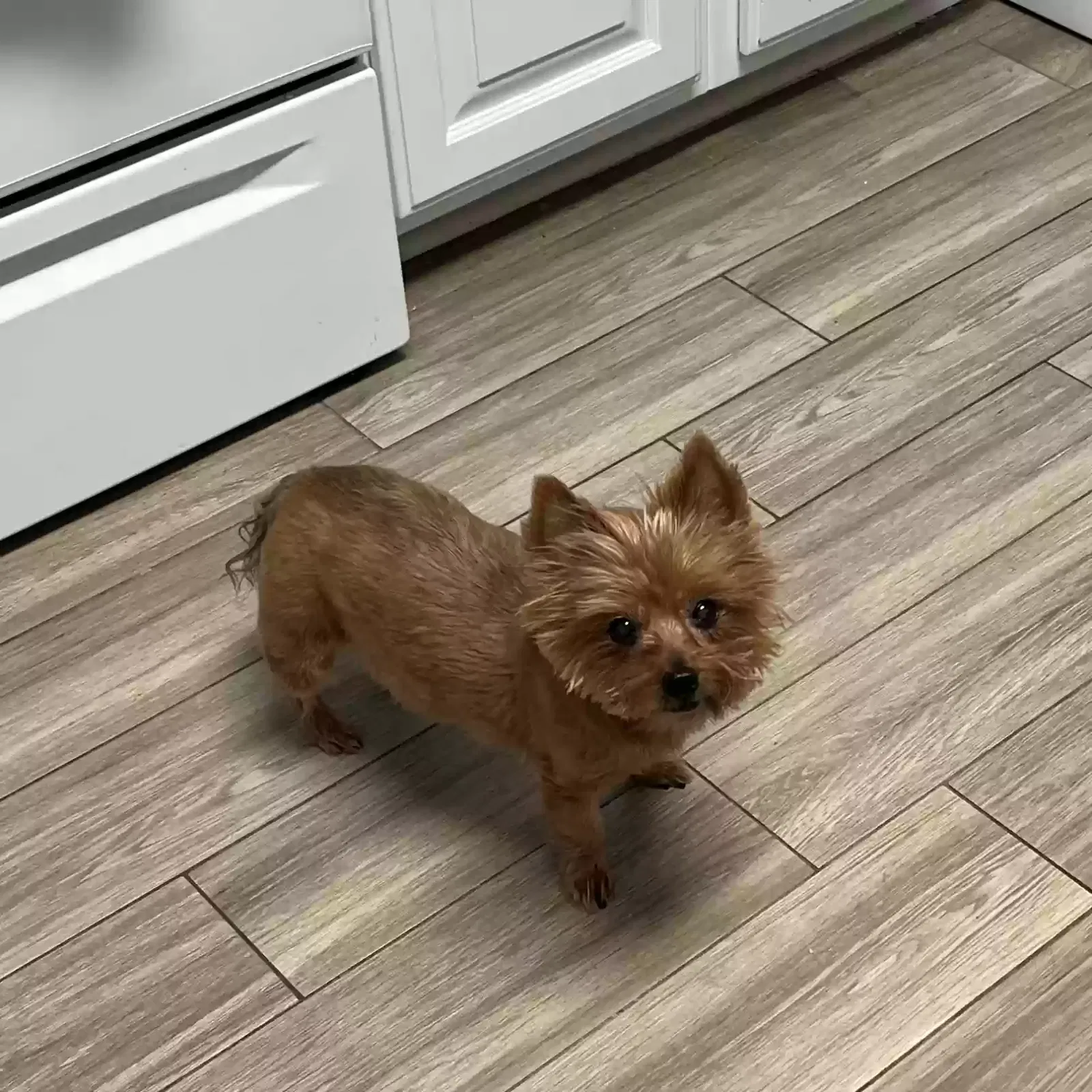 Lost dog in Lillian, AL, 36549