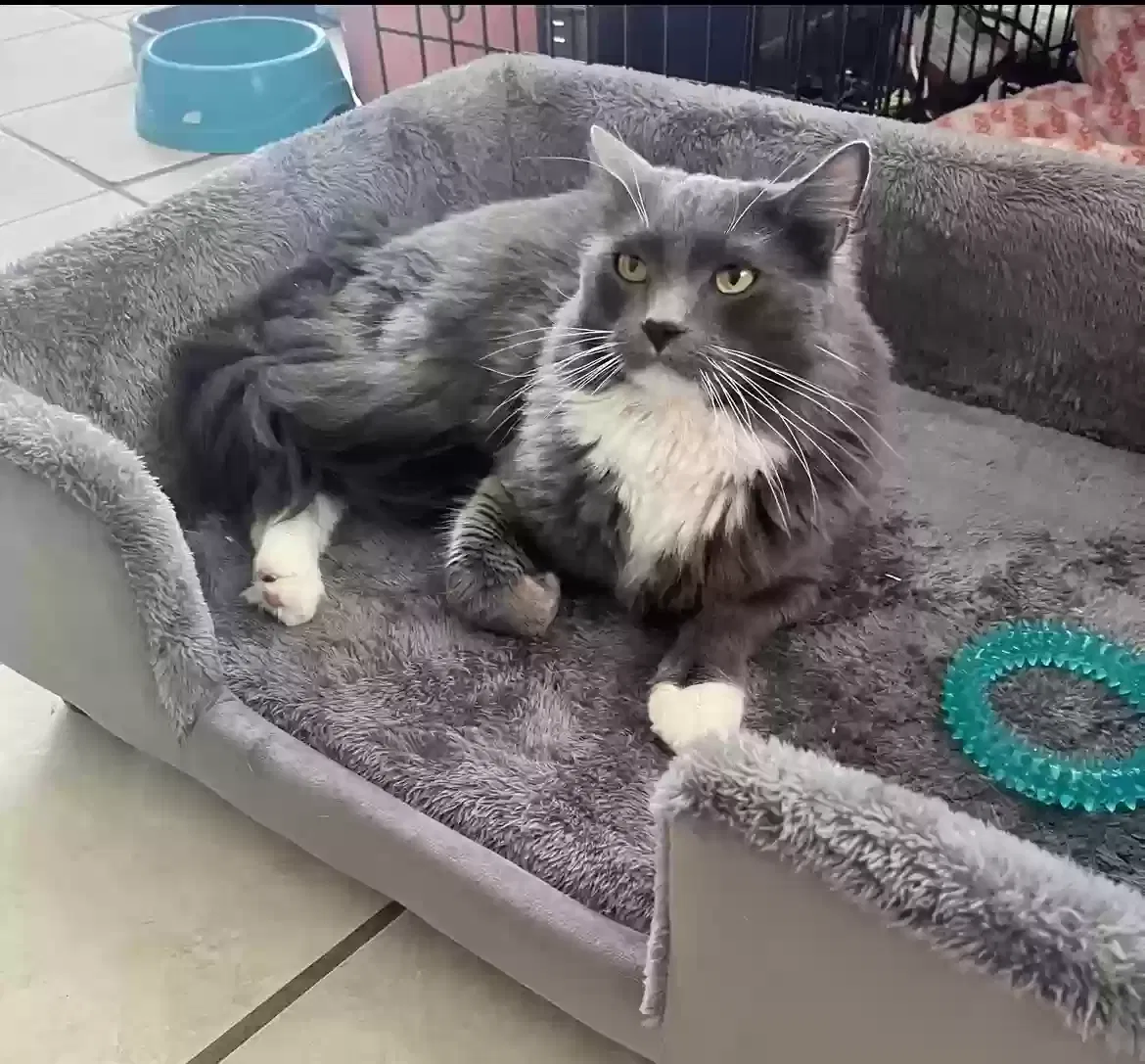 Lost cat in Lancaster, CA, 93535
