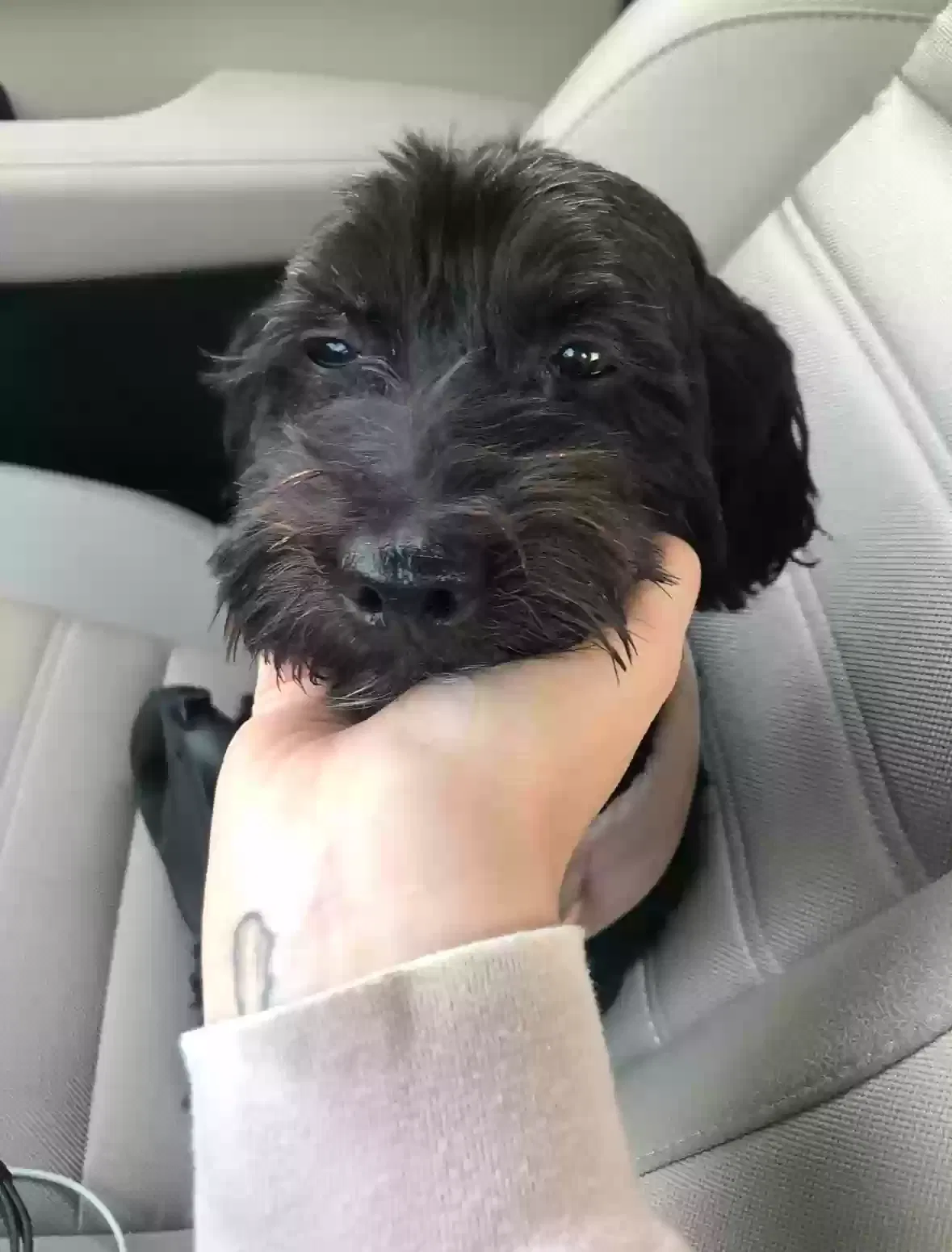 Lost dog in Fairfax, VA, 22030